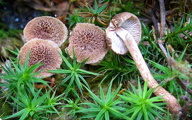 2005 :  Un anno di funghi